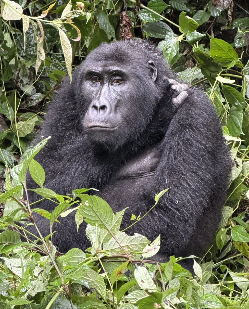 Advisor - A Week Gorilla & Chimp Trekking Through the Impenetrable Forests of Uganda & Rwanda