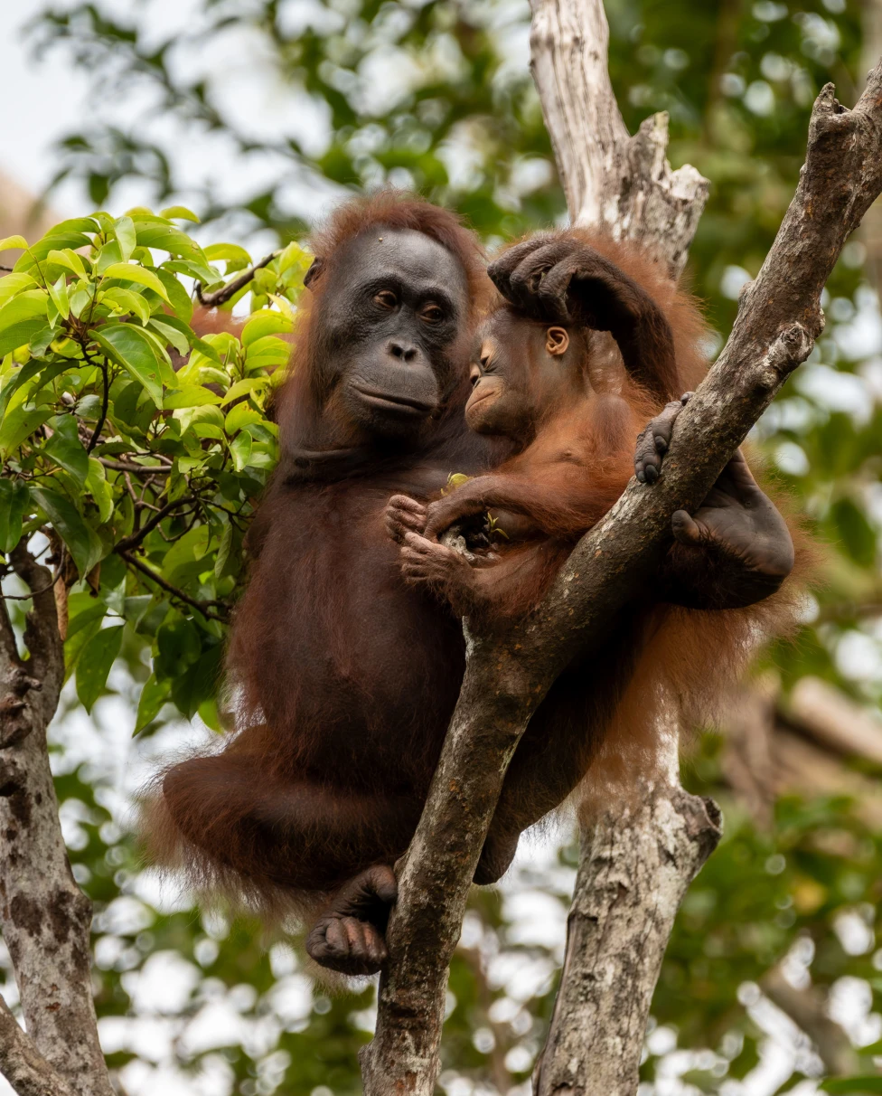 Advisor - The Heart of the Jungle: Trekking Borneo