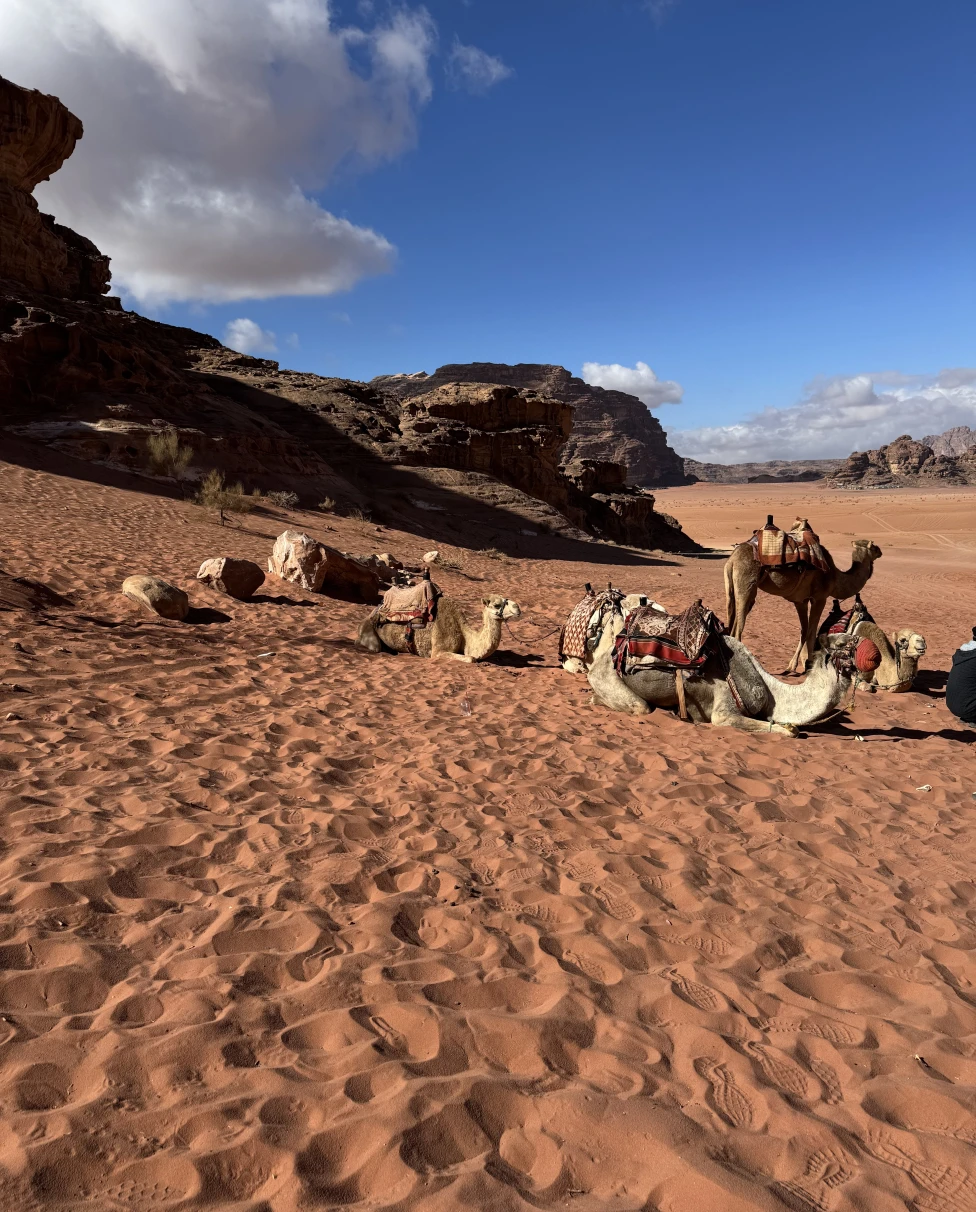 Advisor - Jordan Highlights: Road Trip Through the Desert