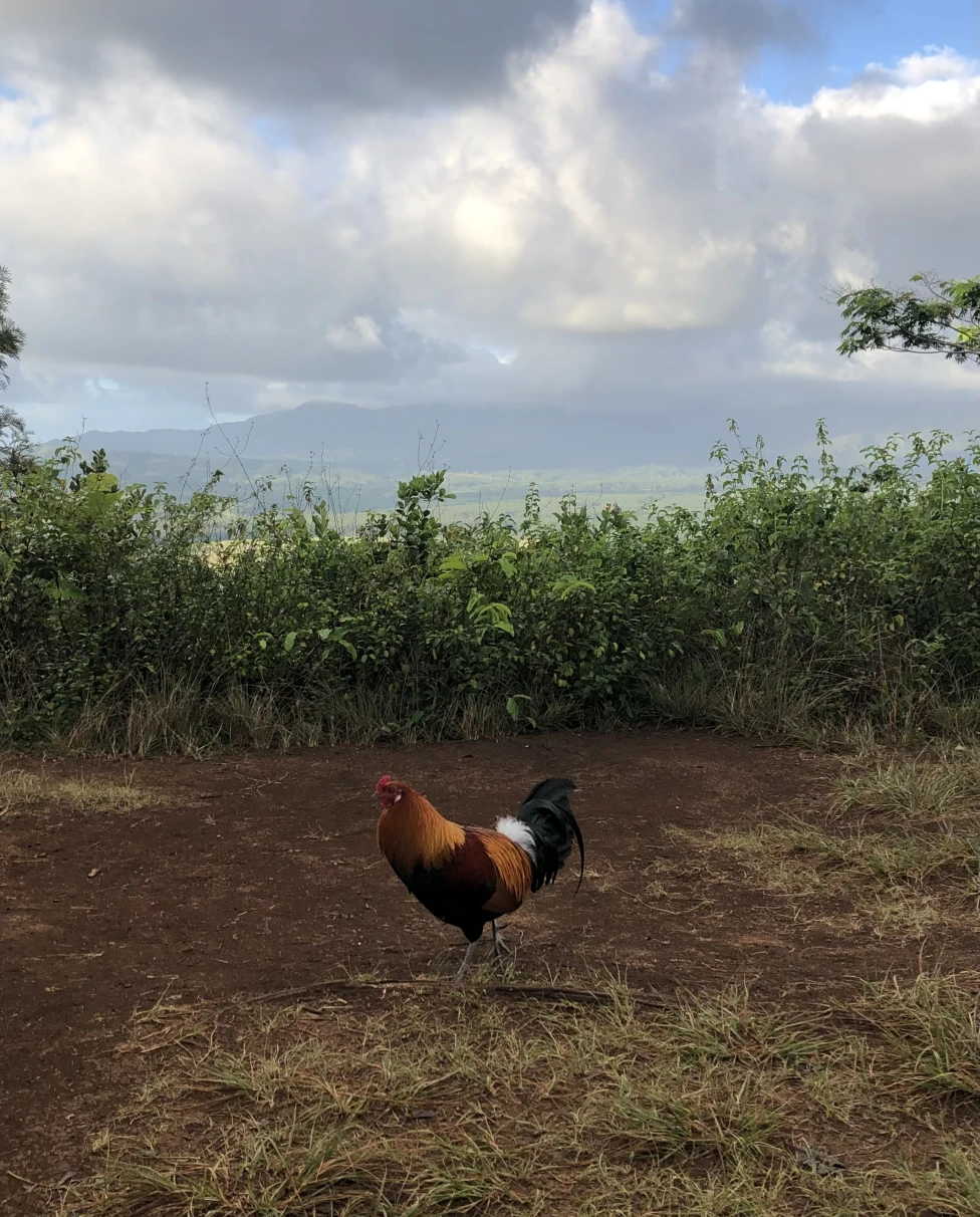 Advisor - Aloha Adventure: 10 Days in Hawaii