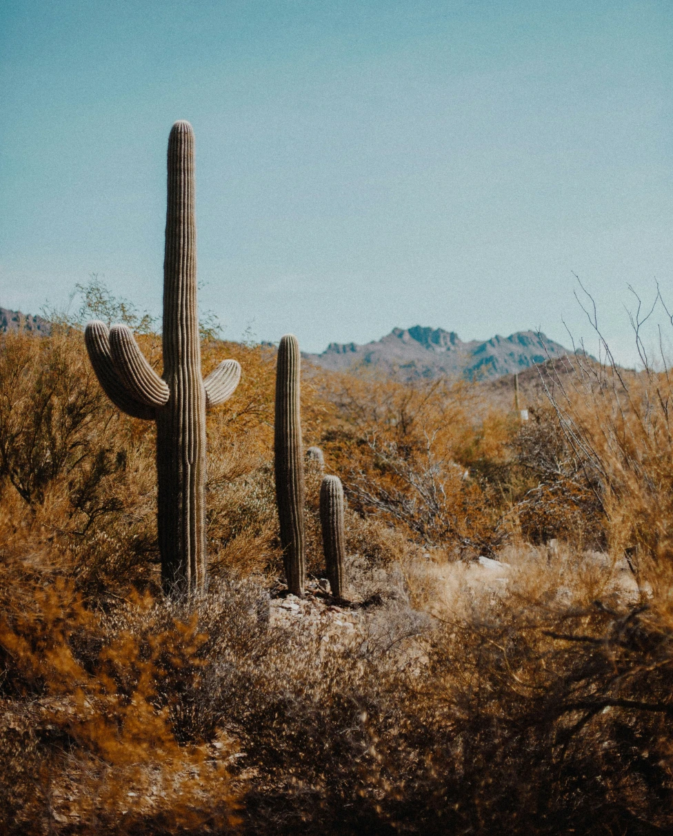 Advisor - A 4-Day Tucson Itinerary for Families with Toddlers