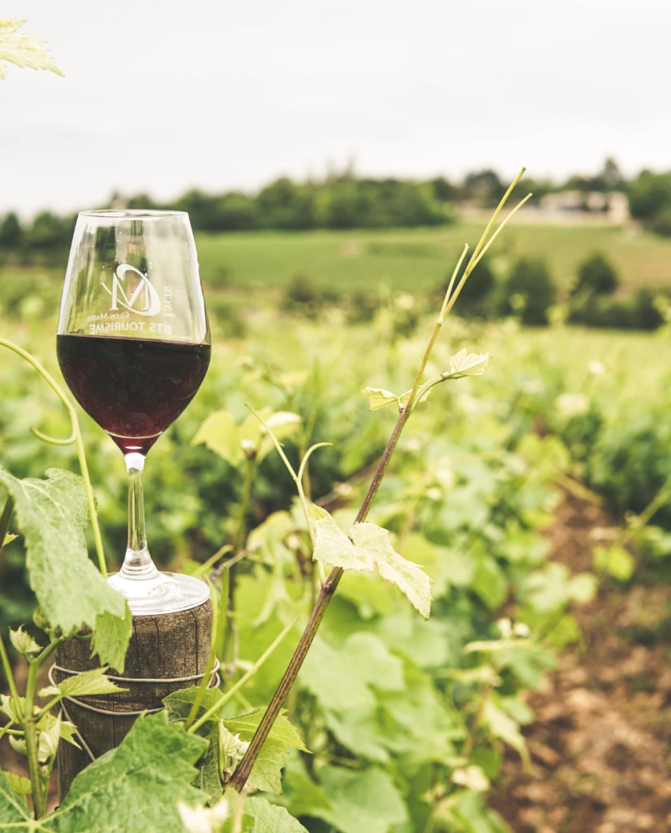 Advisor - Uncorking Portugal: An Exclusive 10-Day Journey through Portugal's Wine Regions