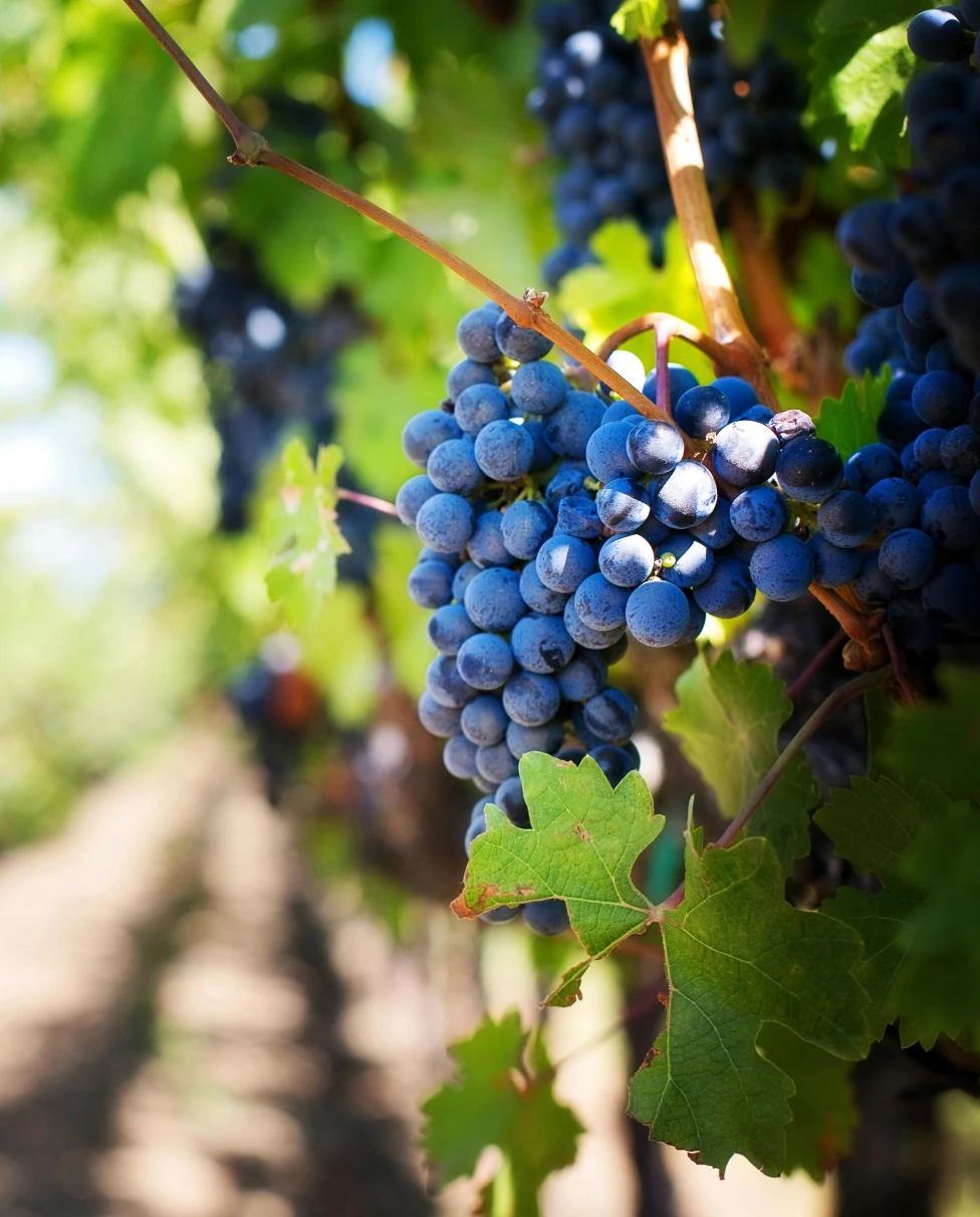 Advisor - A 4-Day Executive Leadership Retreat in Napa Valley