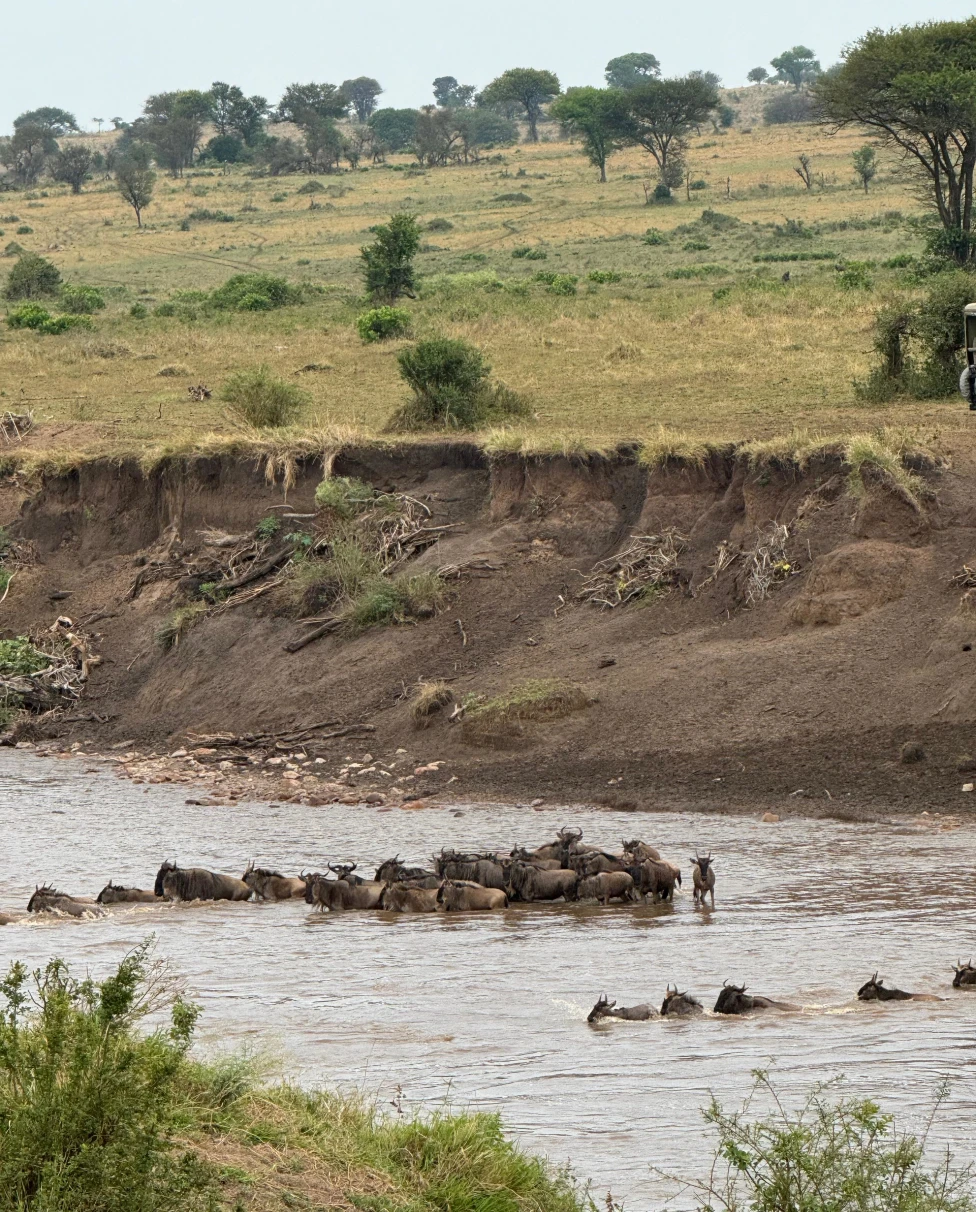 Advisor - 7-Day Migration Crossing: Safari in The Serengeti