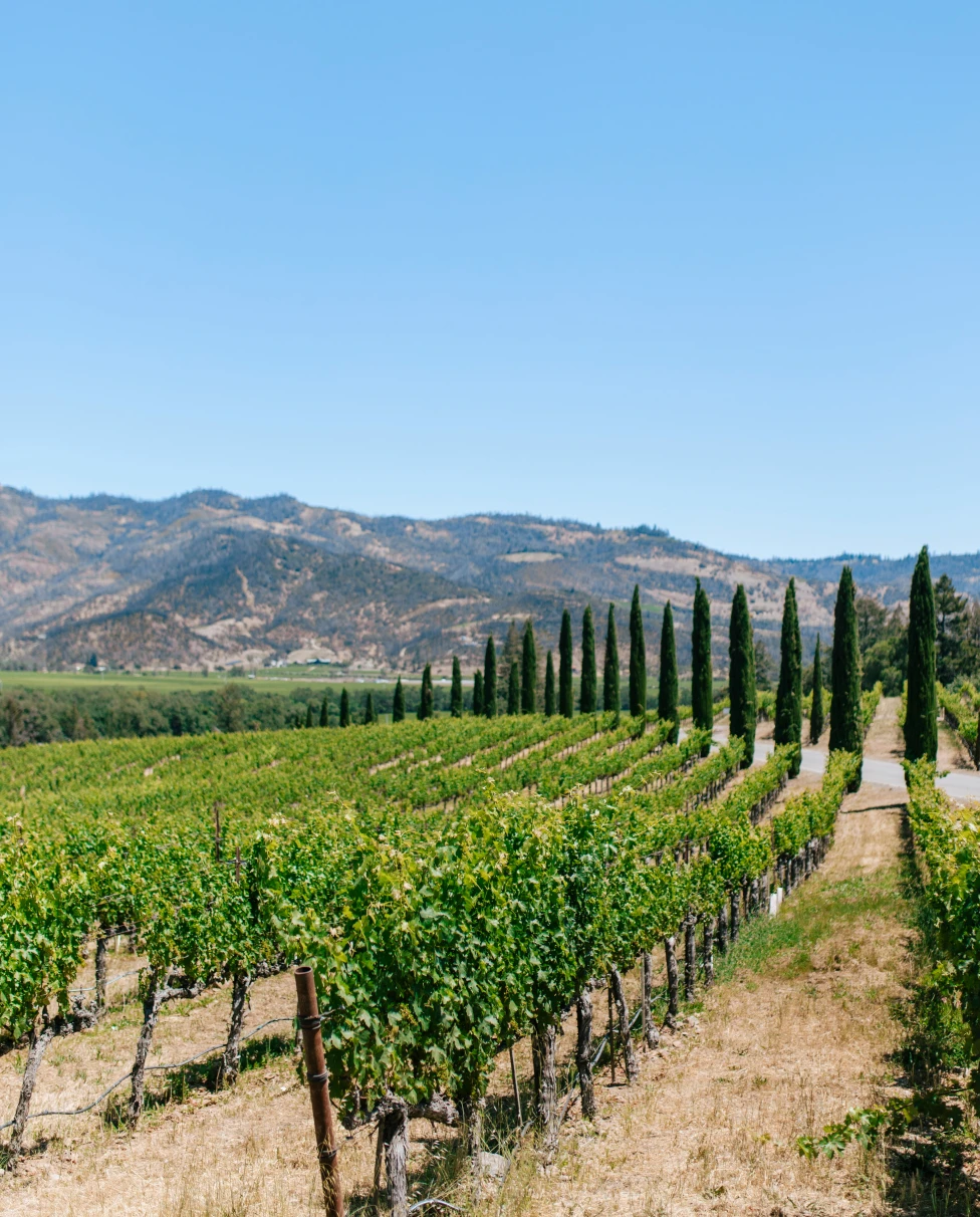 Advisor - Girls' Weekend in Napa: The Ultimate 3-Day Itinerary