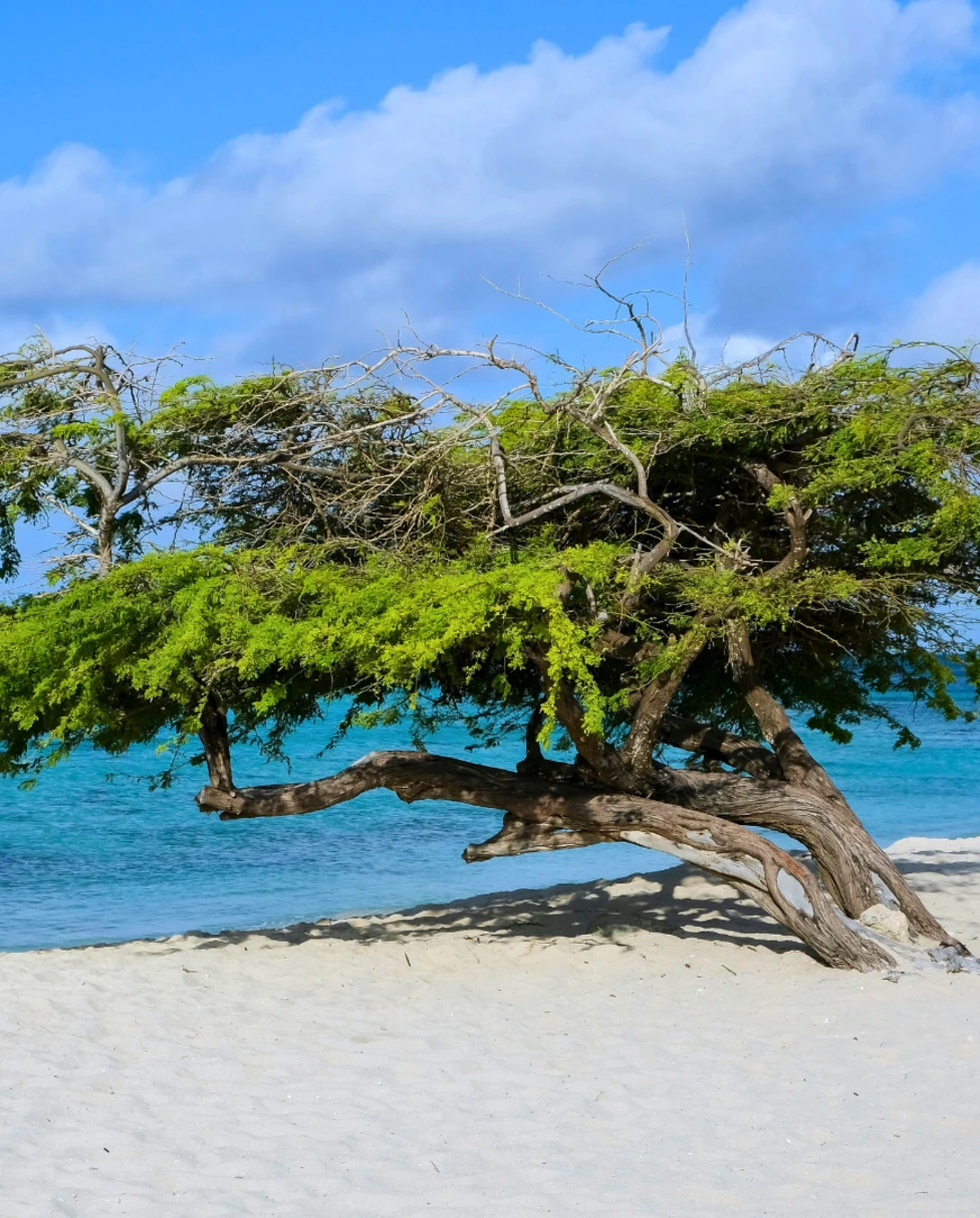 Advisor - 5 Days in Aruba: One Happy Island