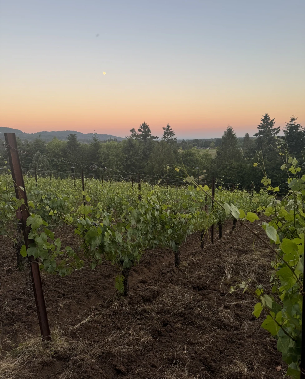 Advisor - Best of Willamette Valley: Laid-Back Wine Country