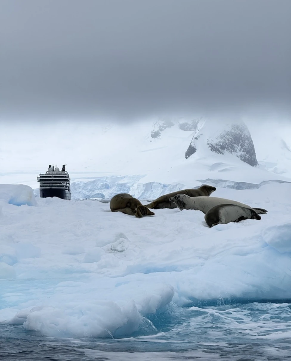 Advisor - Solo Cruising Antarctica: What to Expect (Including the Unexpected)
