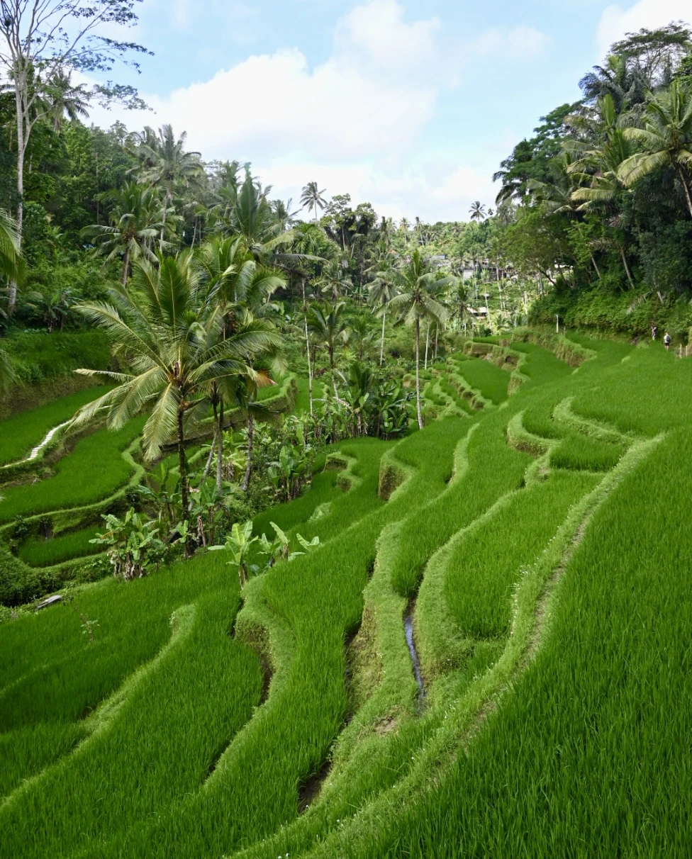 Advisor - The Heart of Bali: Exploring Ubud’s Magic