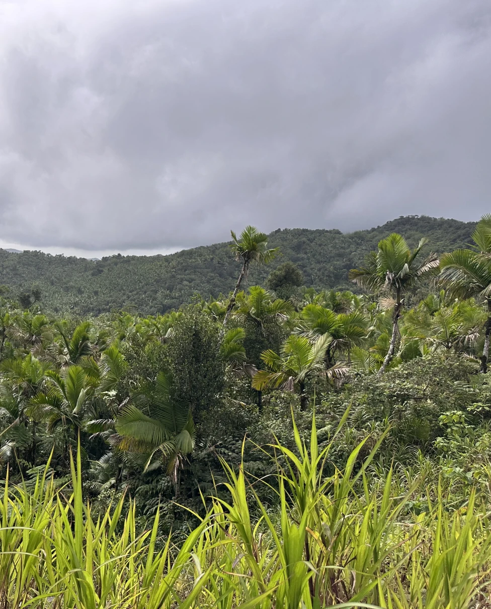 Advisor - Discovering Puerto Rico: Waterfalls, Bioluminescence & Amazing Beaches