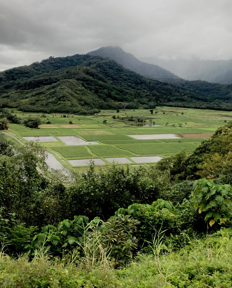 Advisor - Ultimate Guide to Waikiki, O‘ahu