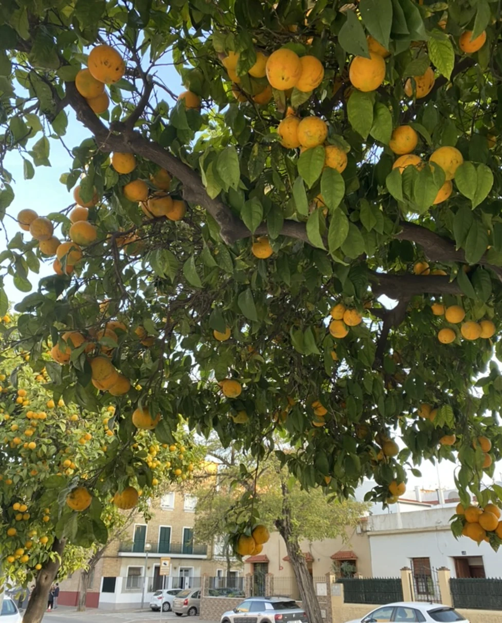 Advisor - South of Spain: Jerez de la Frontera
