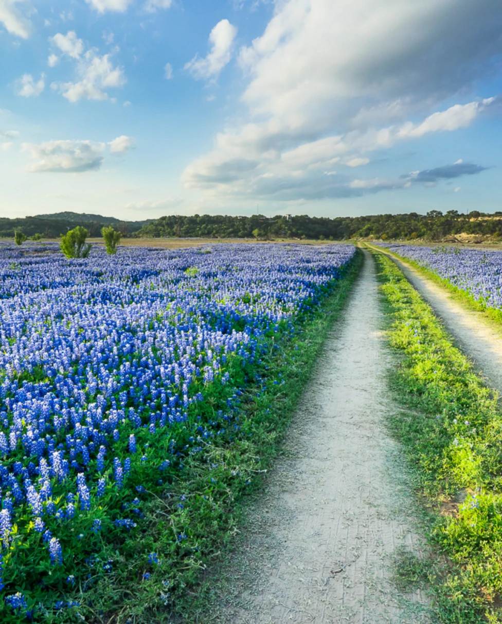 Advisor - Fredericksburg: Wineries and Vineyards