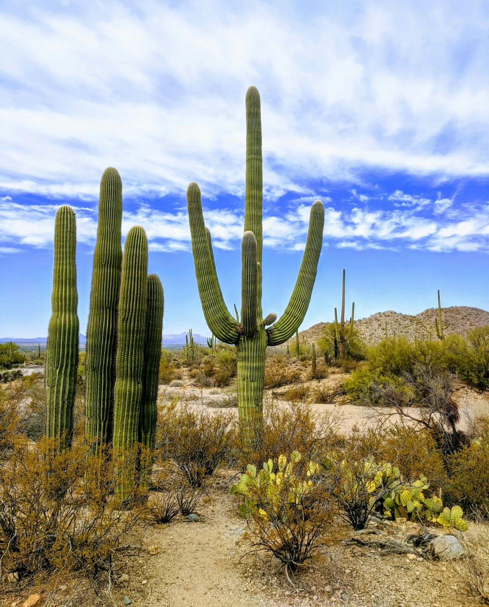 Advisor - Tucson: Hiking & Nature for Outdoor-Focused Families