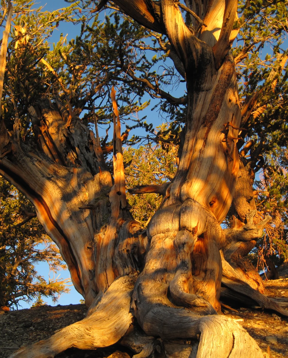 Advisor - Owens Valley: Where Desert Drama Meets Alpine Dreams