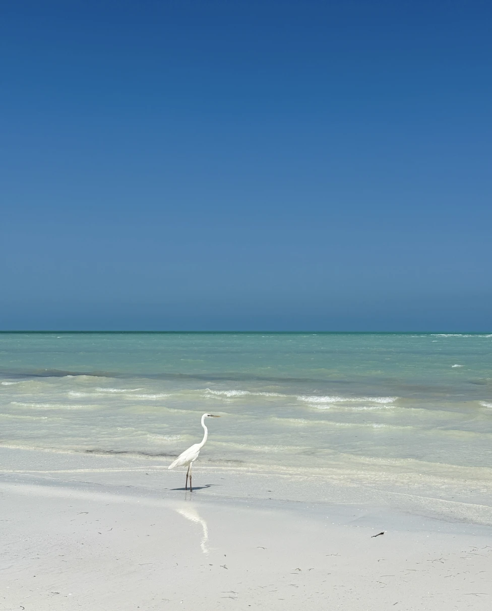 Advisor - Where to Eat, Stay and Play in Holbox