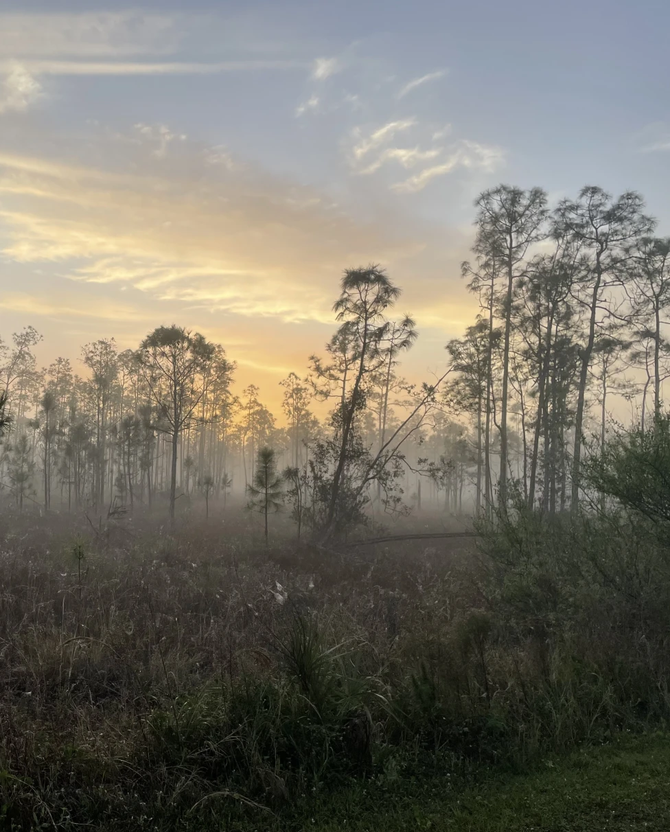 Advisor - Naples Refined: An Insider’s Guide to Florida’s Most Elegant Coastal Escape