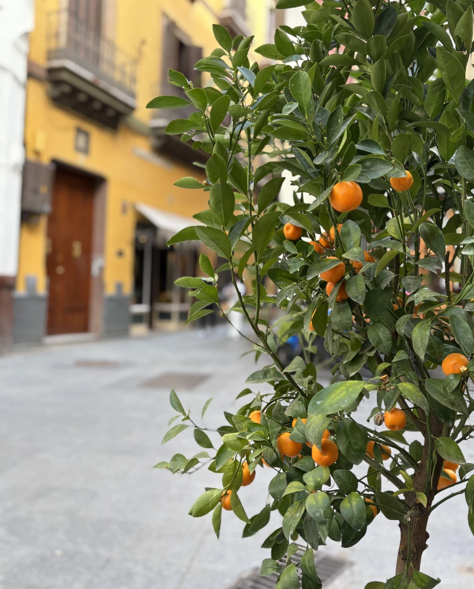 Advisor - The Pearl of Andalusia: A Family Guide to Experiencing the Best of Seville