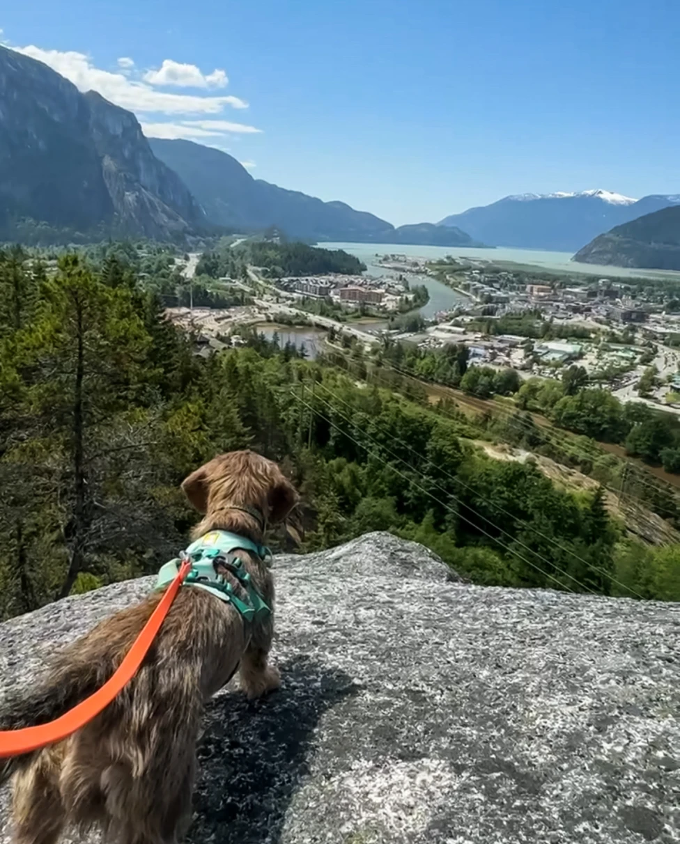 Advisor - A Resident’s Guide to Squamish: Pet-Friendly Picks and More