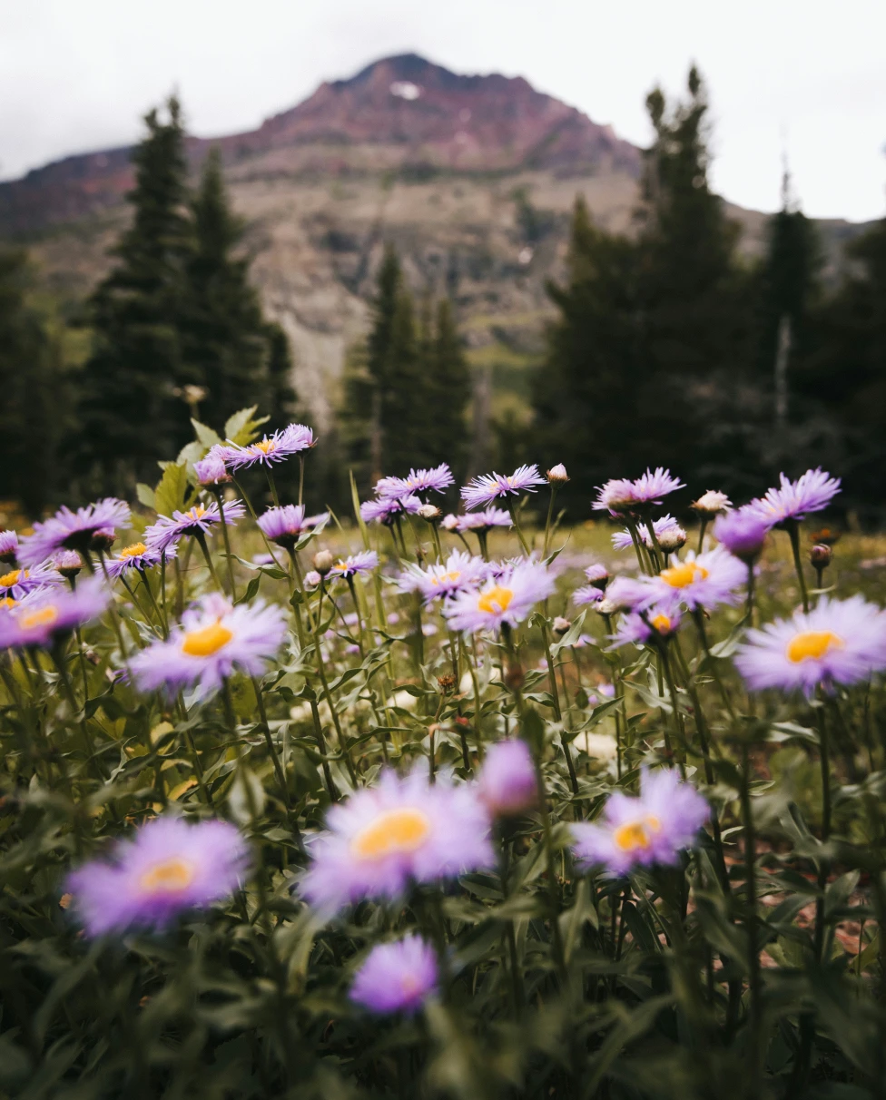 Advisor - Why Bozeman Belongs on Your Bucket List: Hikes, Views & Local Eats