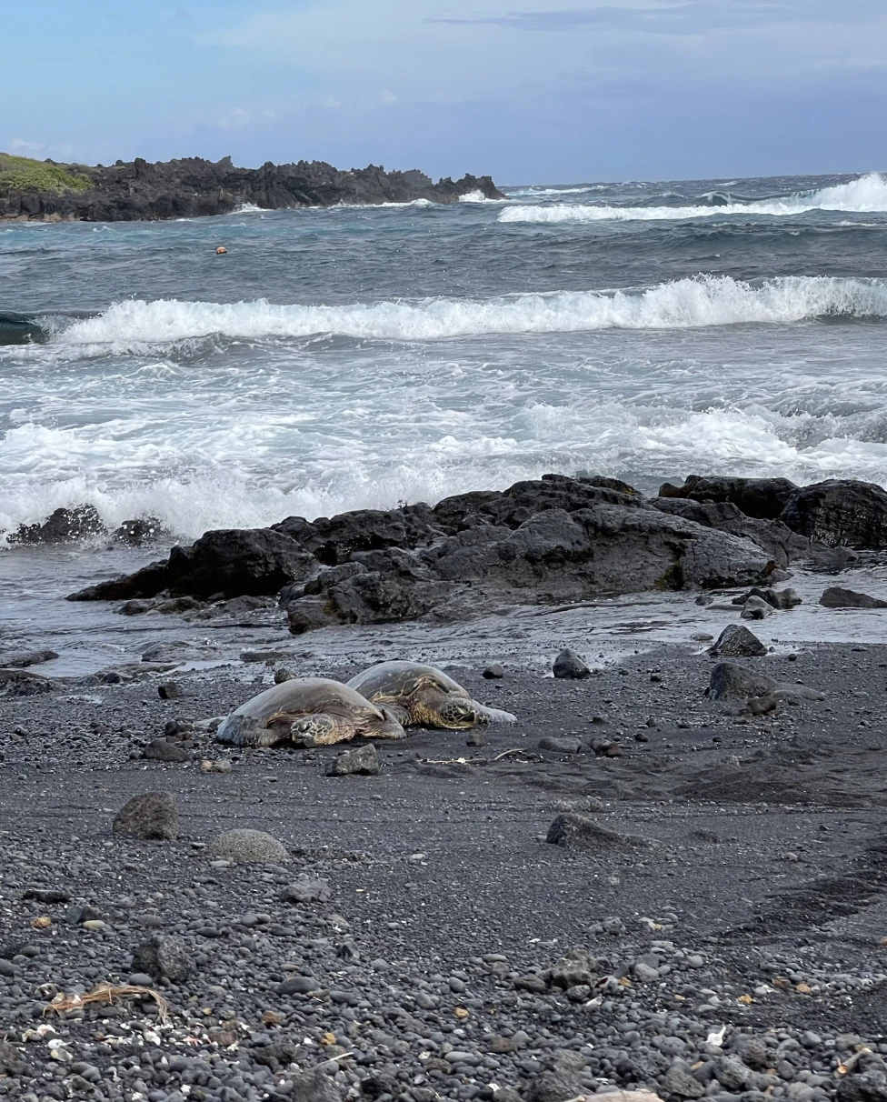 Advisor - A Localʻs Guide to the Big Island