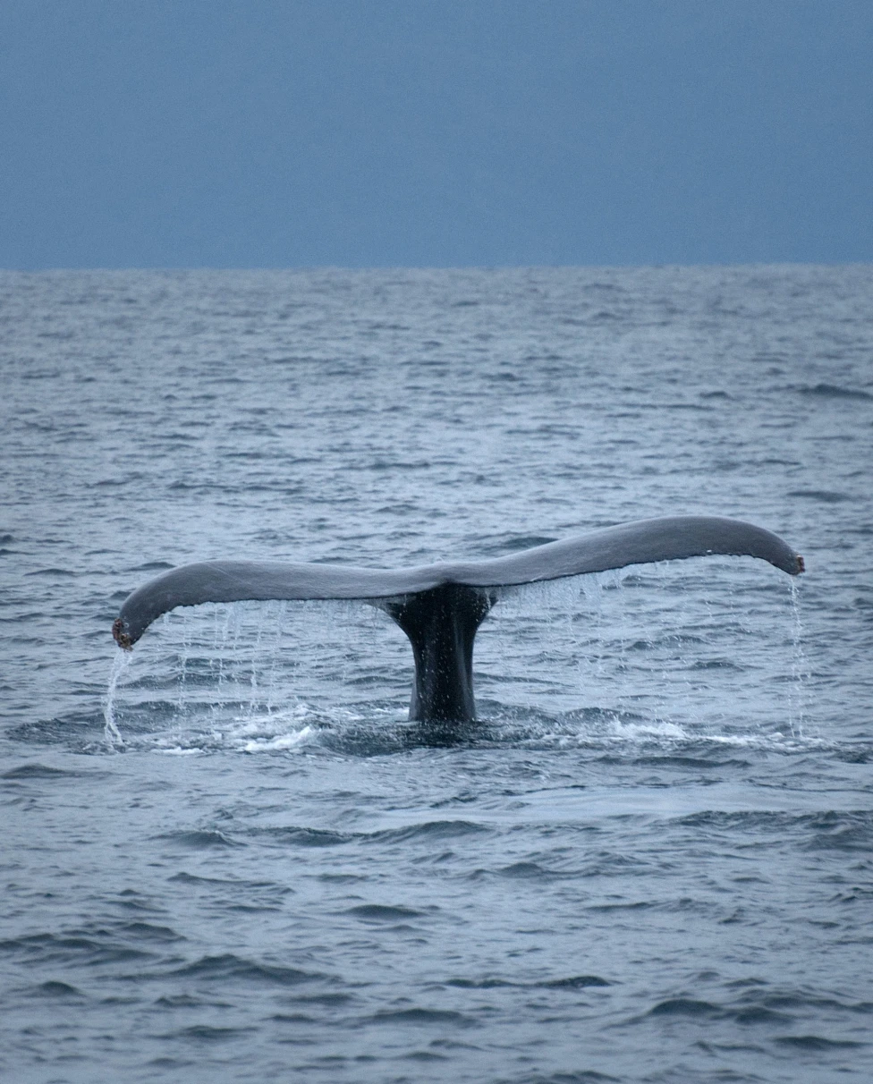 Advisor - Puerto Vallarta in Winter: Whale Watching, Coastal Rhythm & Easygoing Days