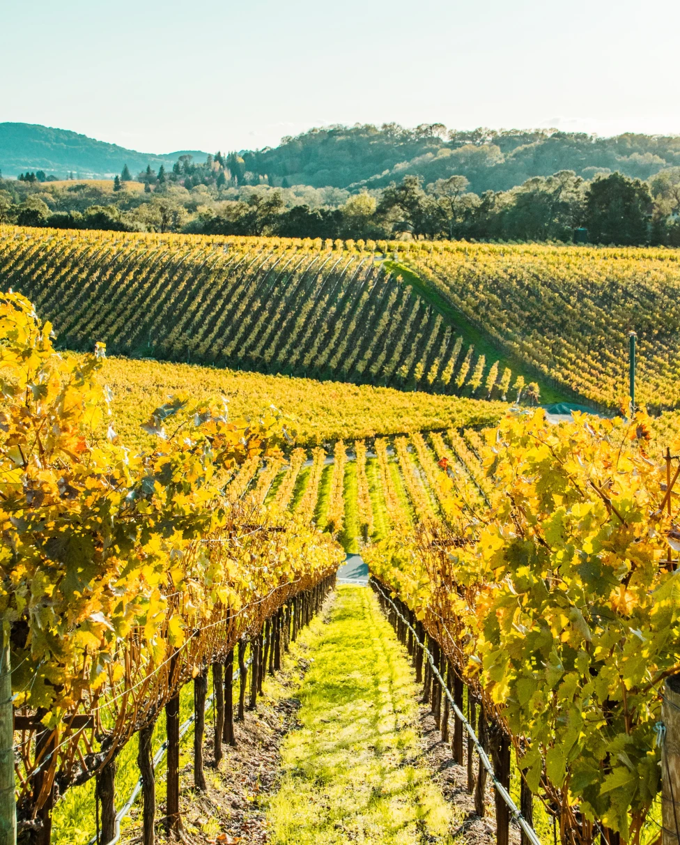 Advisor - Insider's Napa Valley: A Guide to the Ultimate Wine Country Getaway