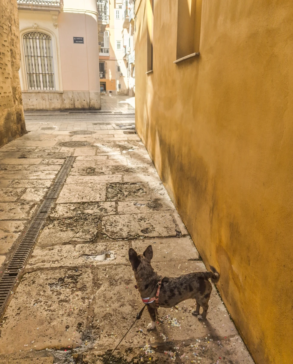 Advisor - Valencia, Spain: A Pet Friendly Travel Guide