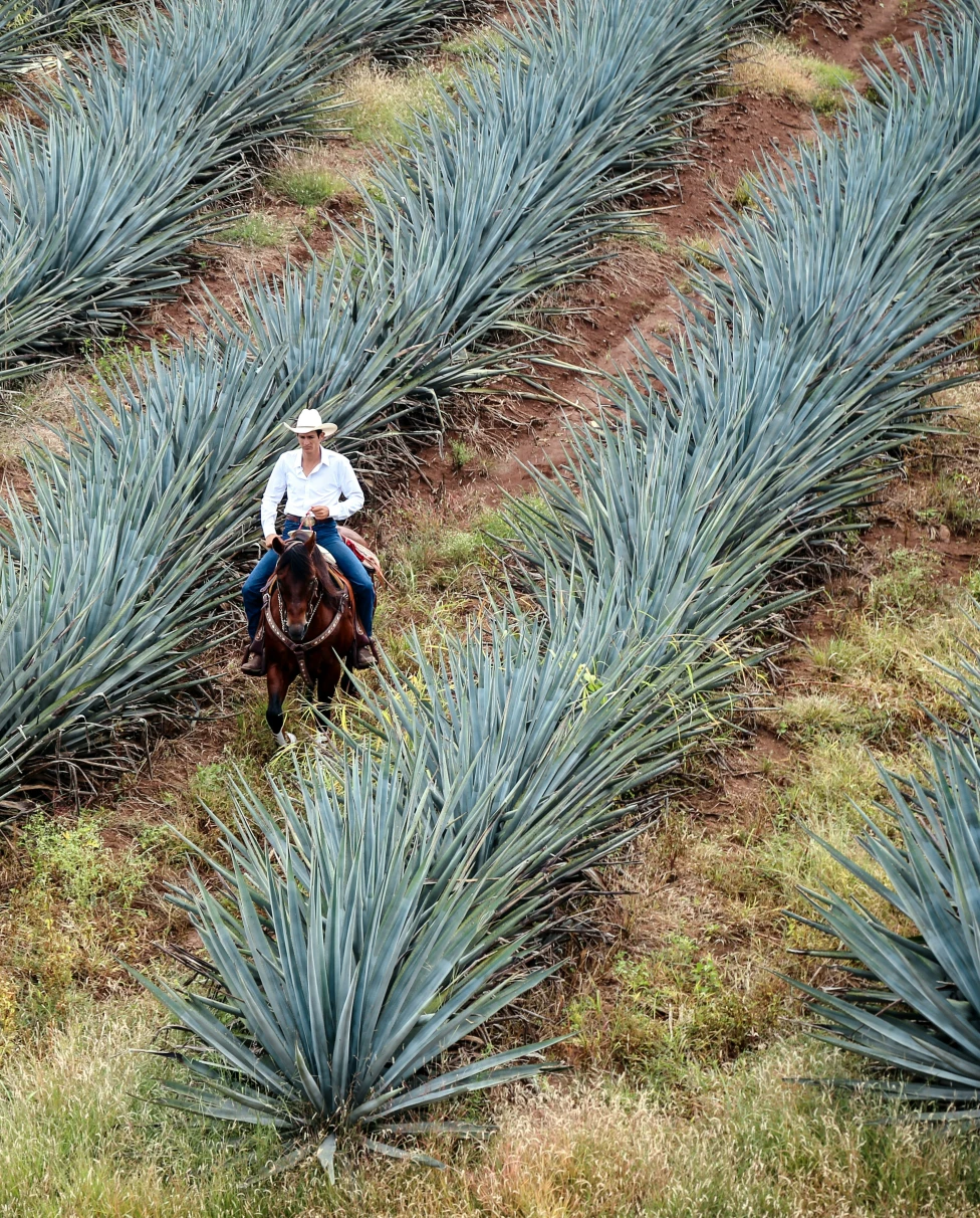 Advisor - Tequila, Mexico: A Cultural Escape of Tastings, Traditions & Elevated Views