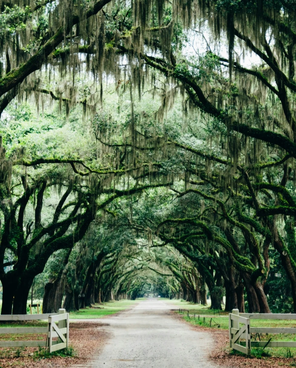 Advisor - Southern Charm in 48 Hours: A Savannah Travel Guide