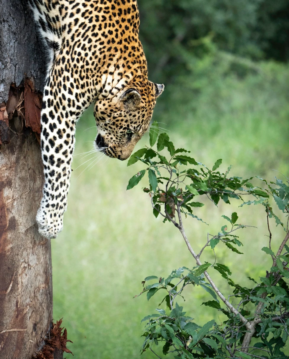 Advisor - An Insider’s Guide to South Africa: Safari, City & Stillness