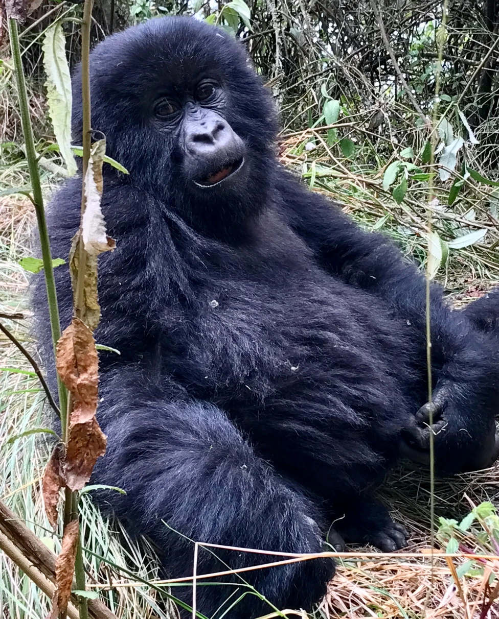 Advisor - Gorillas of Rwanda