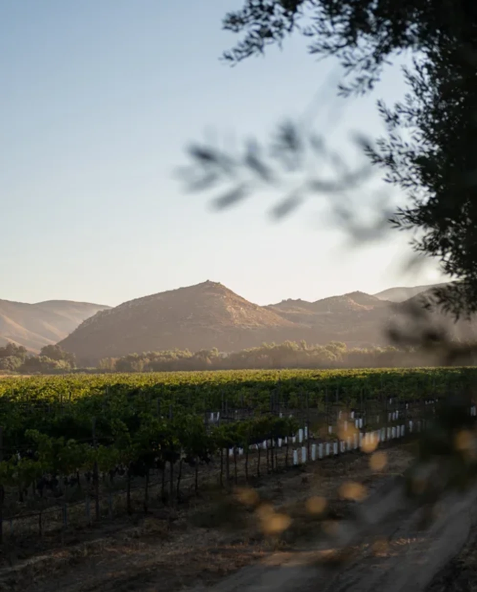 Advisor - Valle de Guadalupe: A Dreamy Escape to Mexican Wine Country