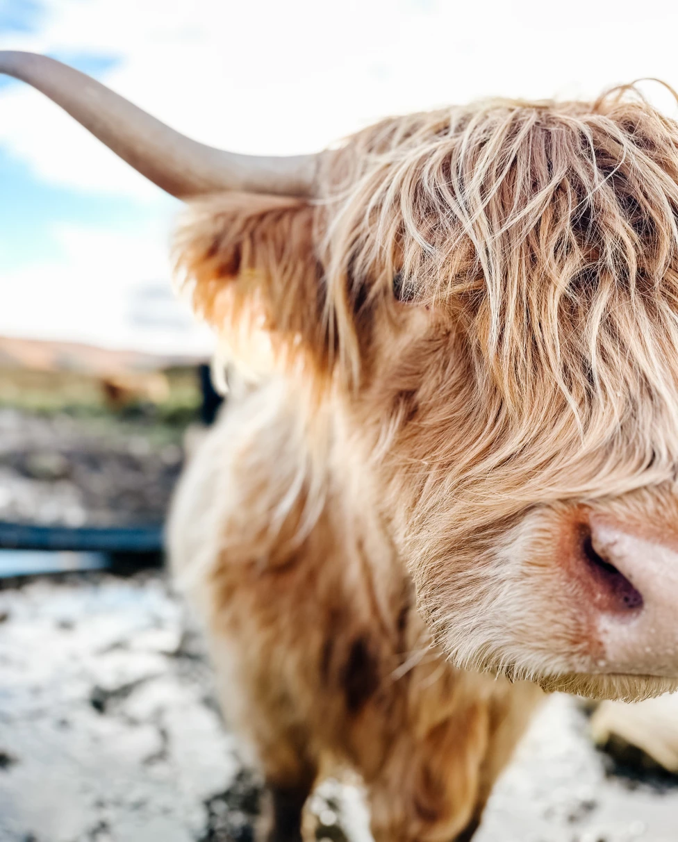 Advisor - Scotland Unveiled: Edinburgh & The Highlands