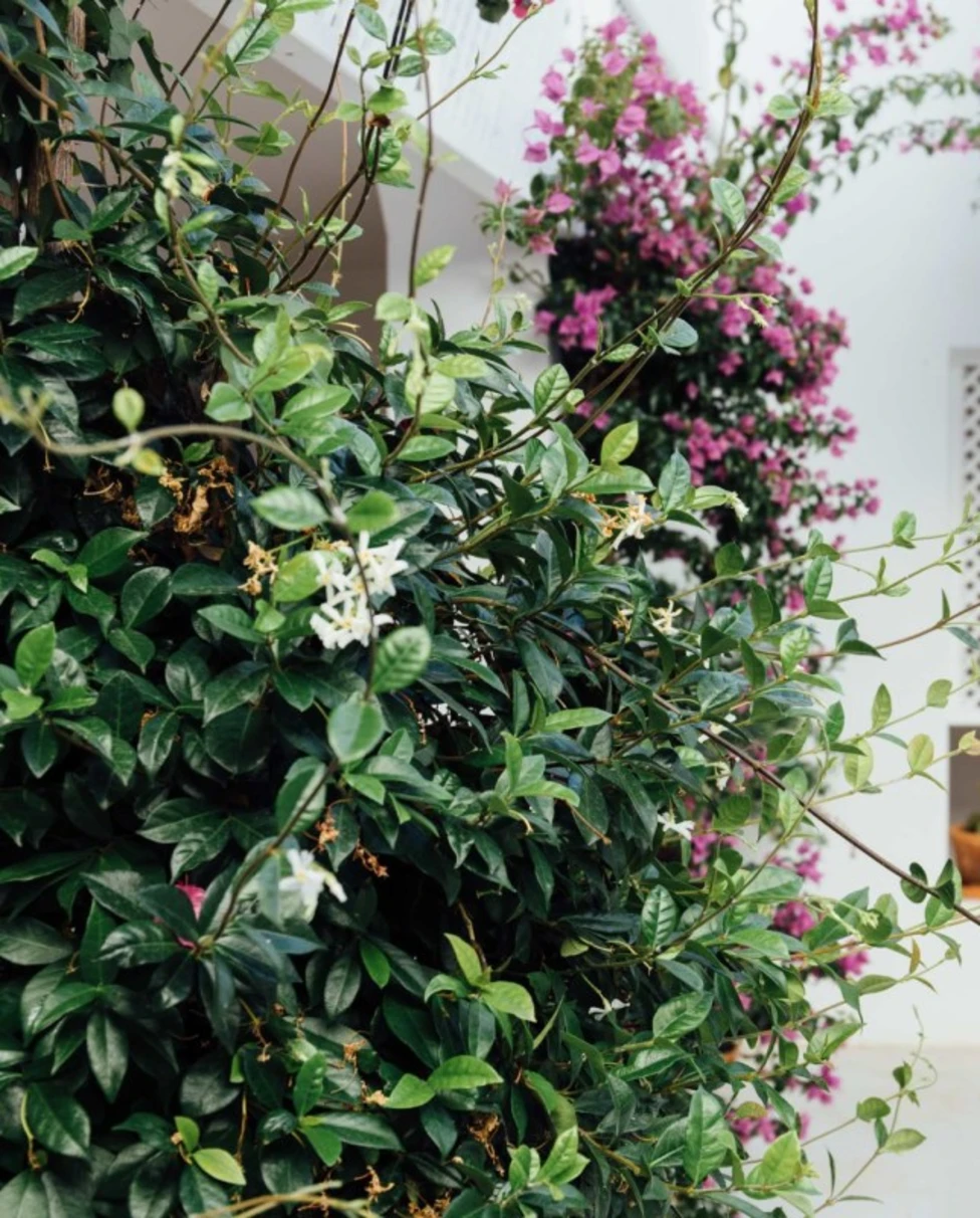 pink flowers in front of a white wall