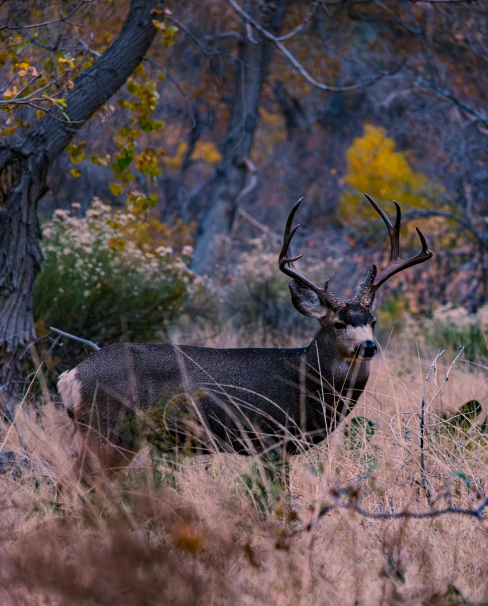 A deer with prominent antlers stands amidst tall grass, framed by trees and autumn leaves in the background.