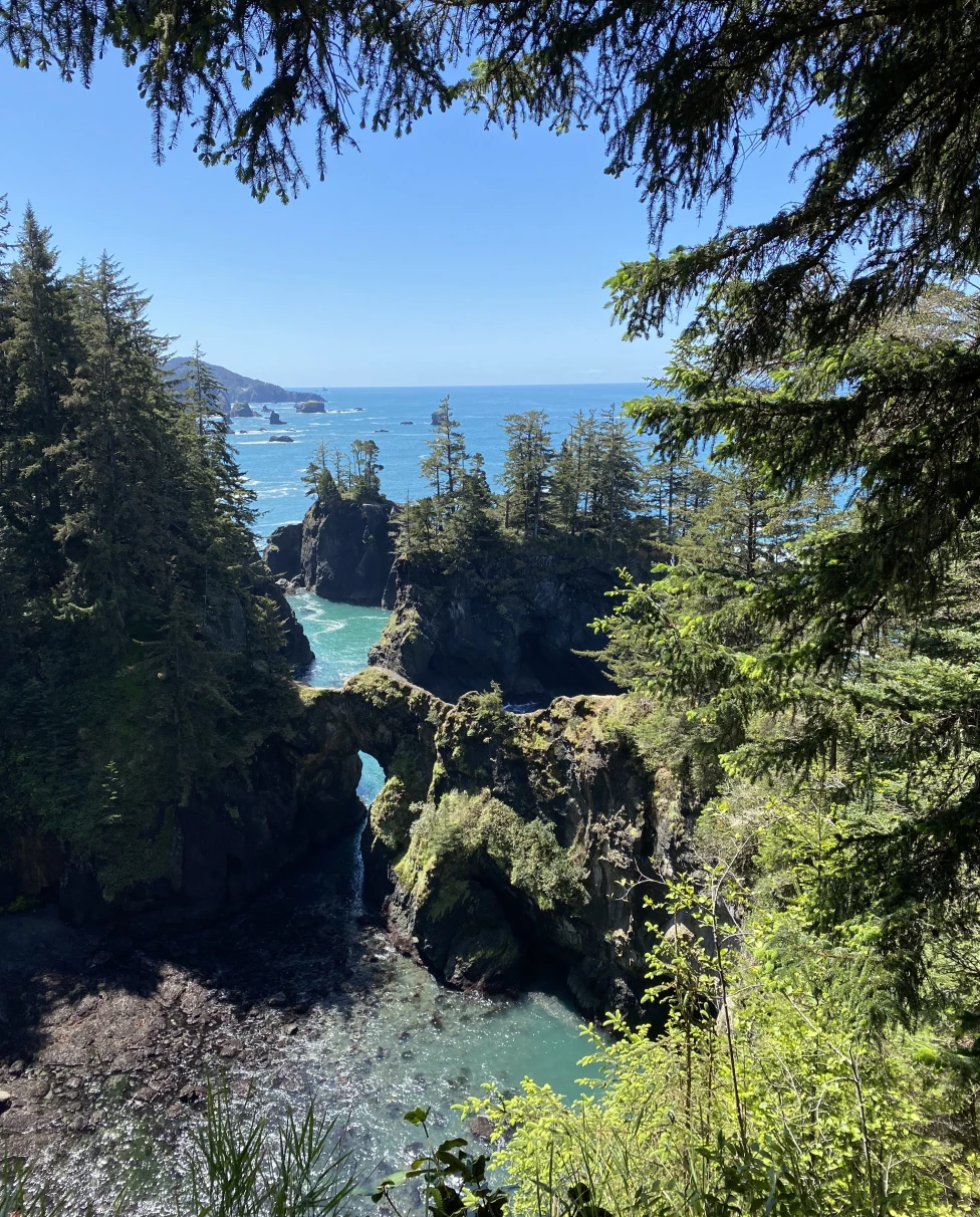 A view of a forest by the ocean