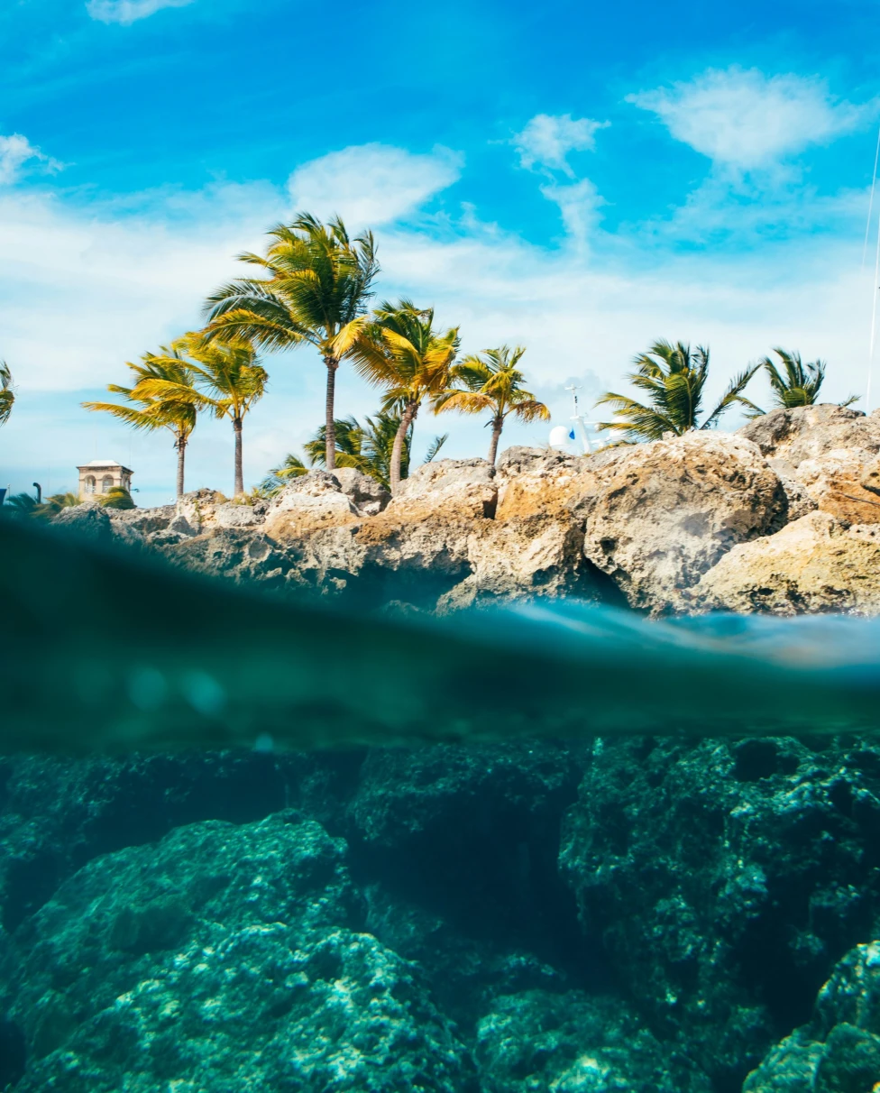 The image presents a tropical over-under scene with palm trees above water and underwater rocks visible below the surface.