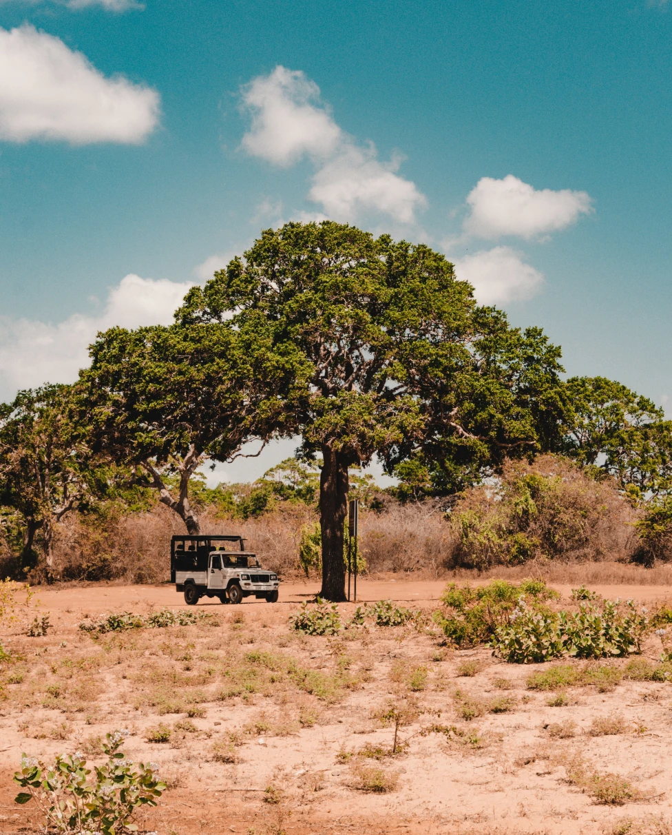 Sand with trees and car on a sunny day