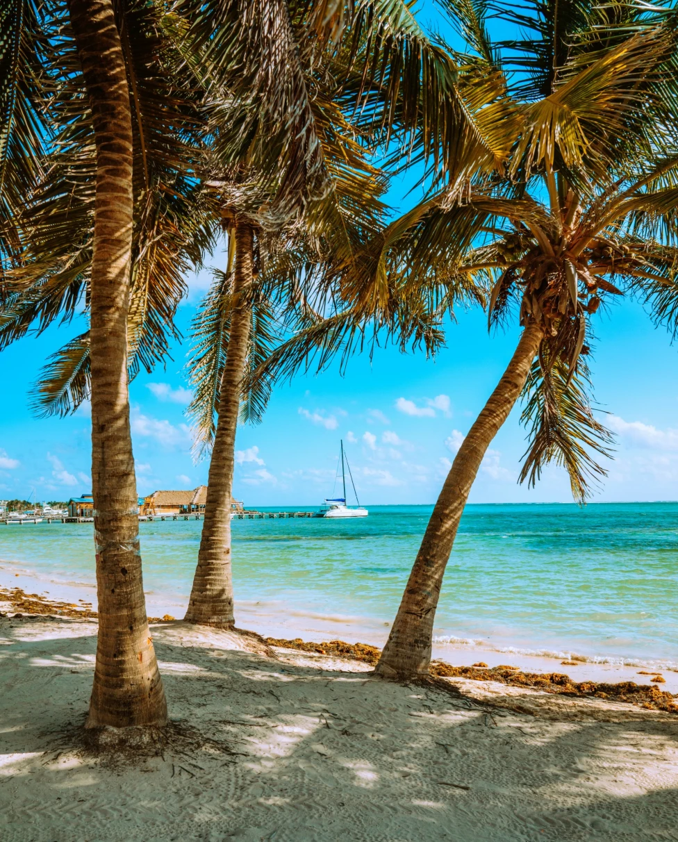 Palm trees on a beach with the ocean in the distance on a sunny day.