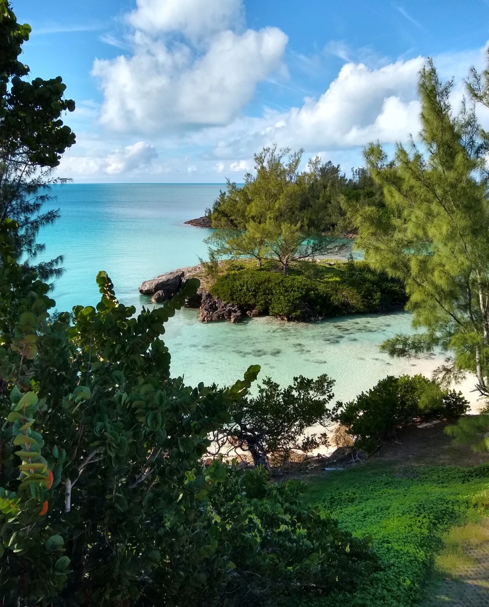 Green plants with body of water in background during daytime