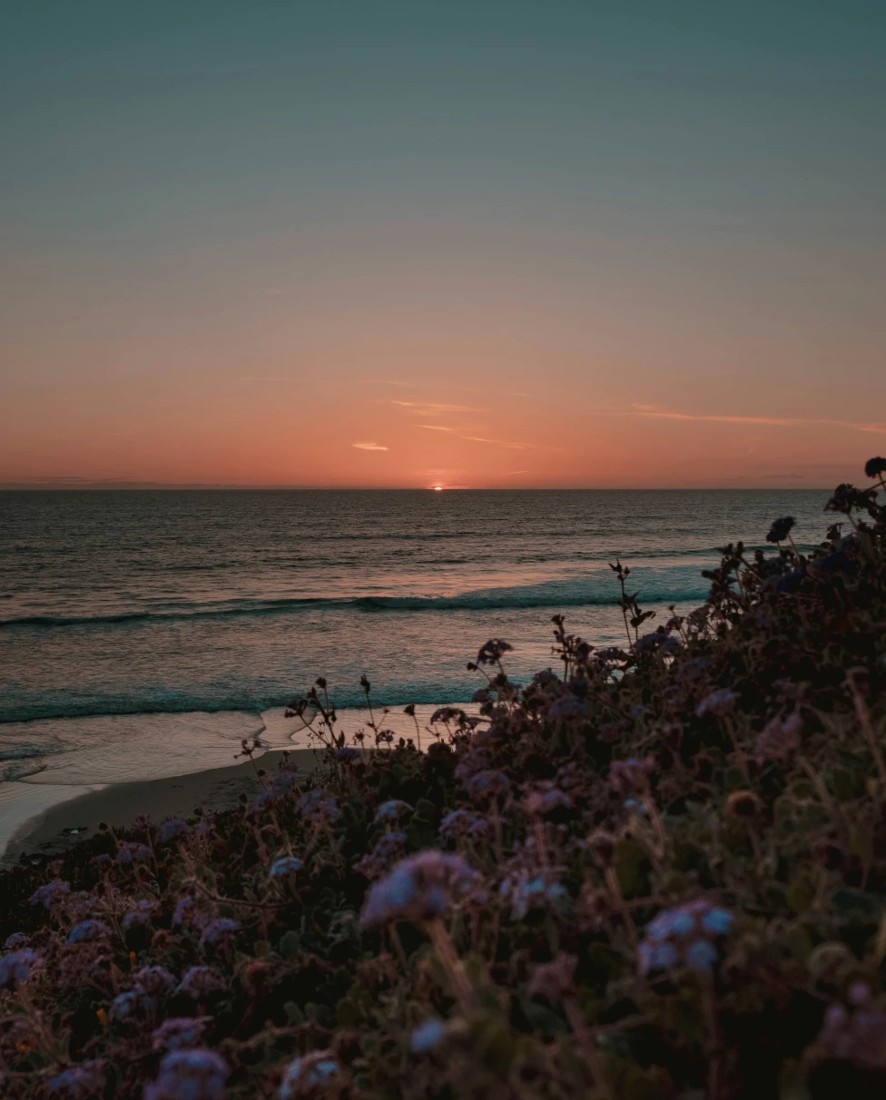 Solana Beach in San Diego at sunset from behind a hill with flowers.