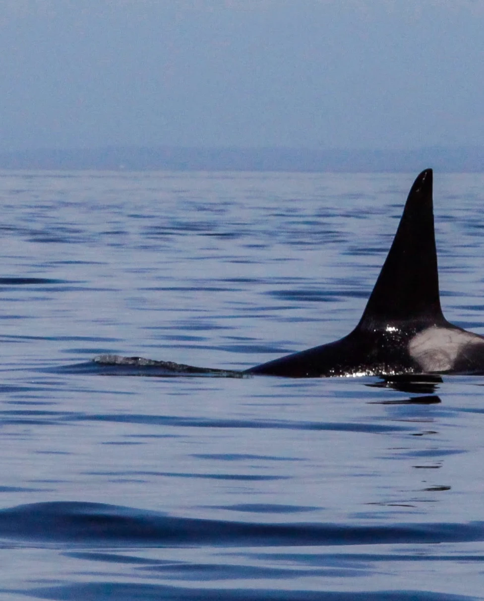 The top of a black and white orca whale in the middle of the ocean on a dark day