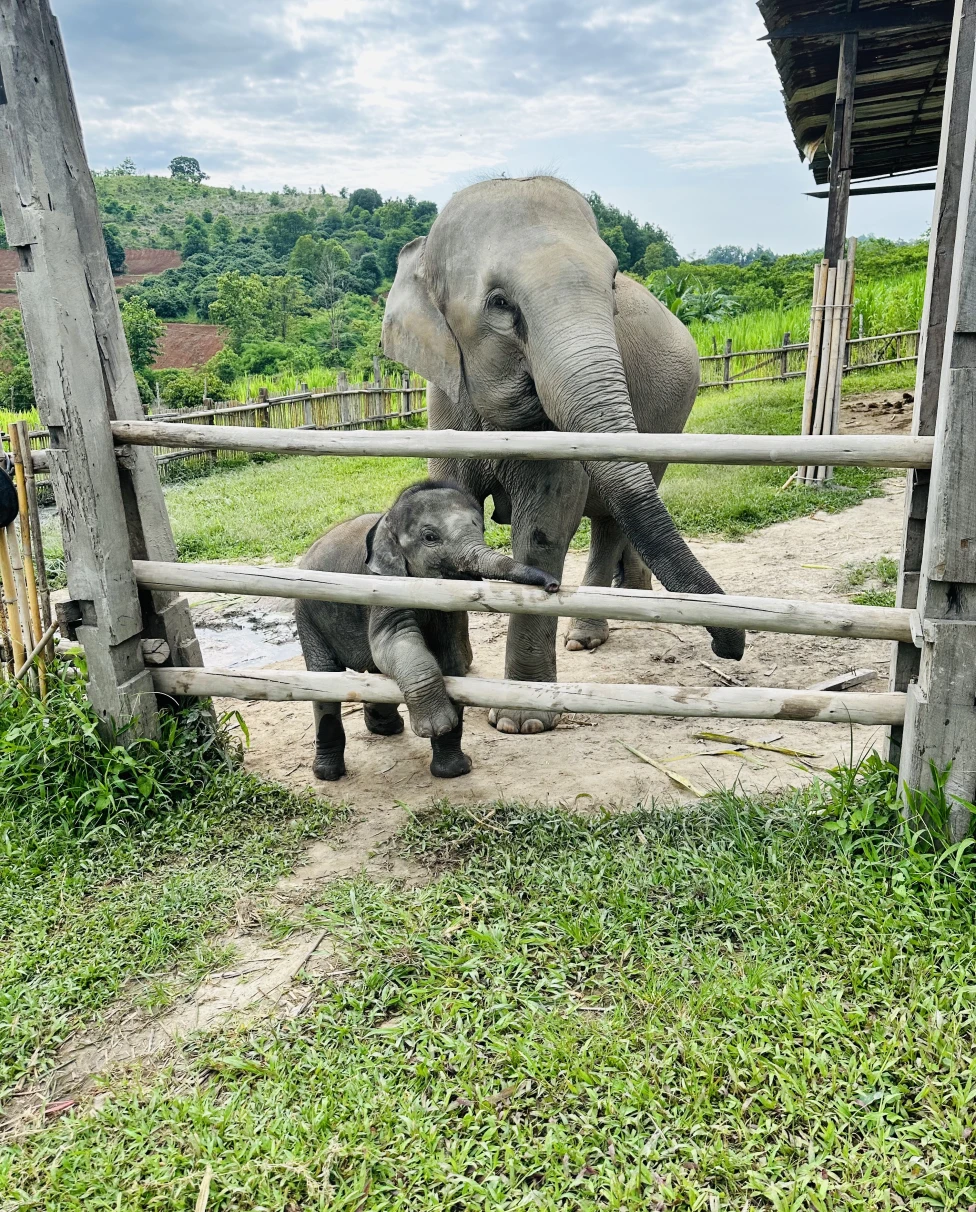 A mama and baby elephant behind a wooden fence in a large grass enclosure overlooking green mountains.
