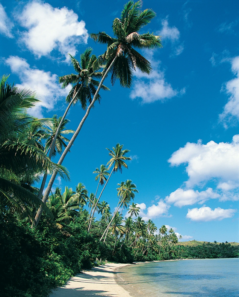 Palm trees on the beach during a sunny day