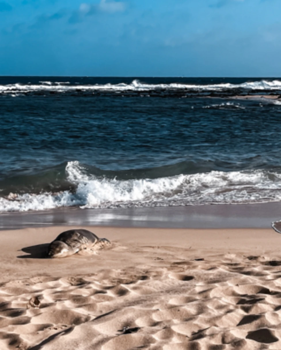 The image shows a serene beach scene with a seal near the shore and waves in the background.