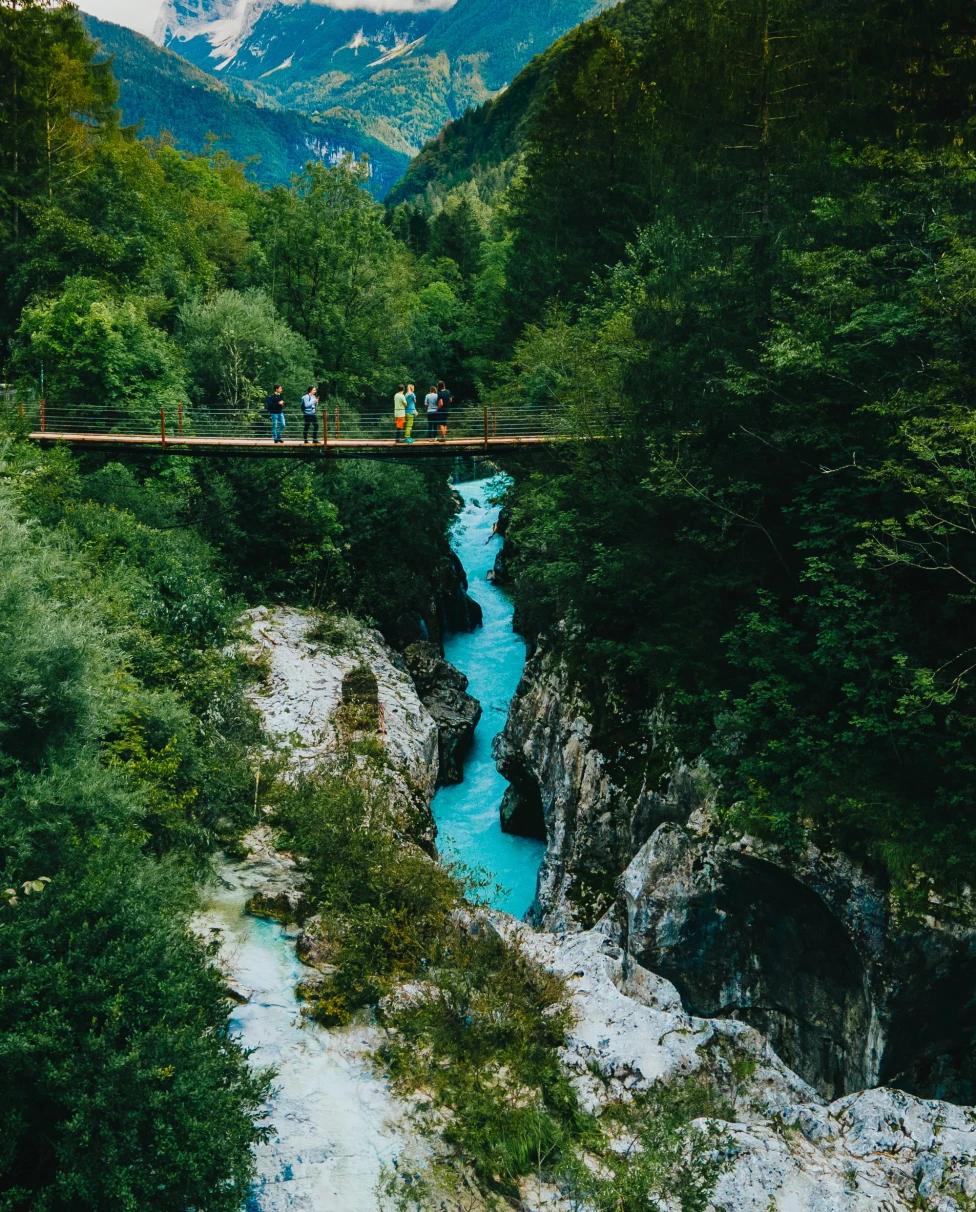 River surrounded by trees with a bridge crossing overhead during daytime