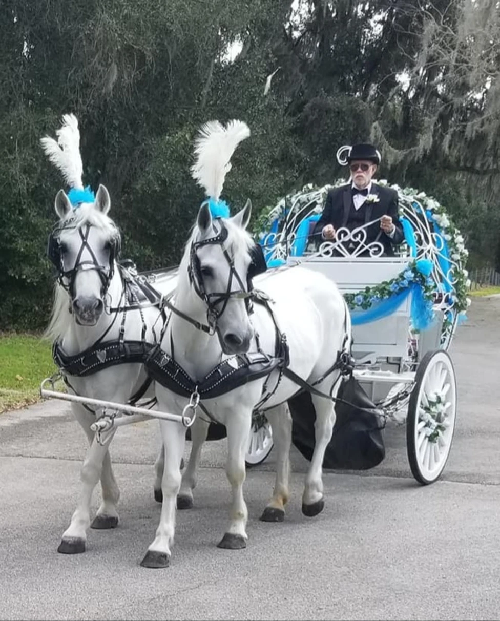 Feel like royalty in a horse-drawn carriage ride at Celebration with a smartly dressed driver in a lush park on a clear day.