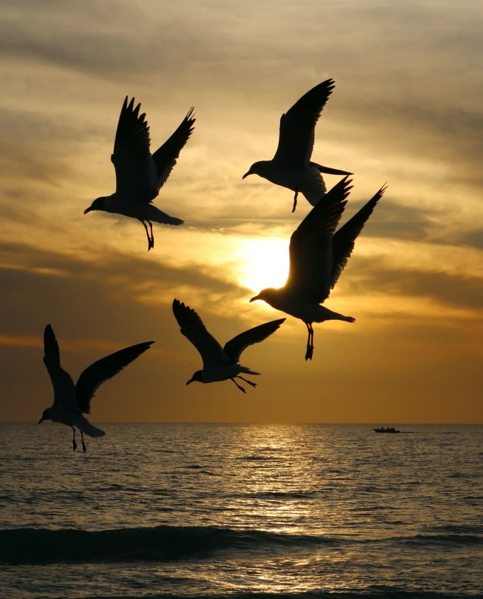 birds at sunset