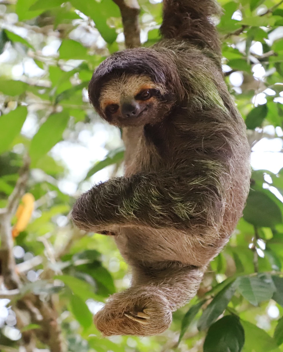 Sloth on a tree.